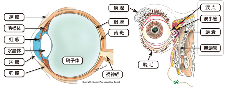 眼の構造と機能